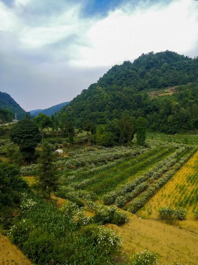 致富湖北种植睡莲视频_湖北 种植 睡莲致富_睡莲种植技术