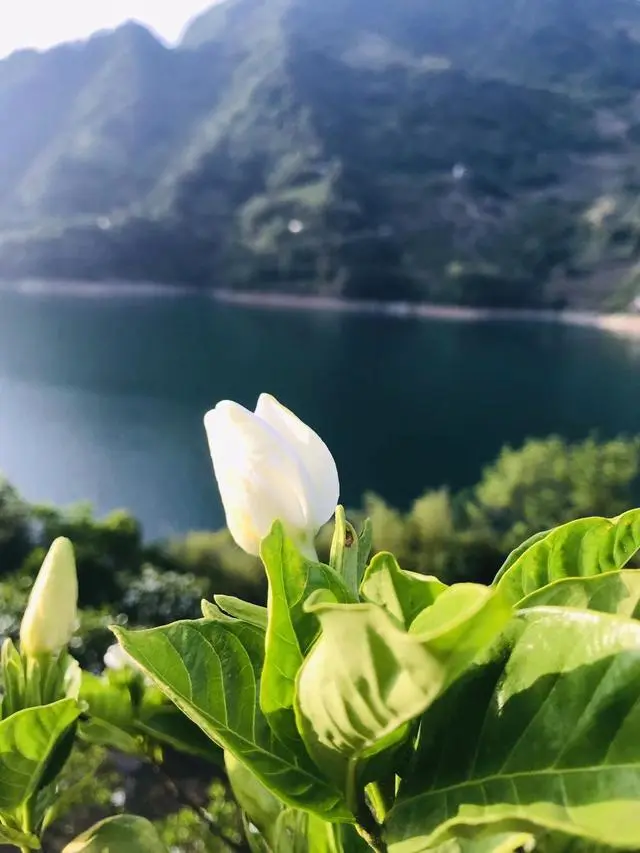 湖北 种植 睡莲致富_致富湖北种植睡莲视频_睡莲种植技术