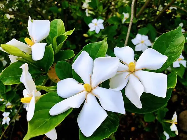 湖北 种植 睡莲致富_睡莲种植技术_致富湖北种植睡莲视频