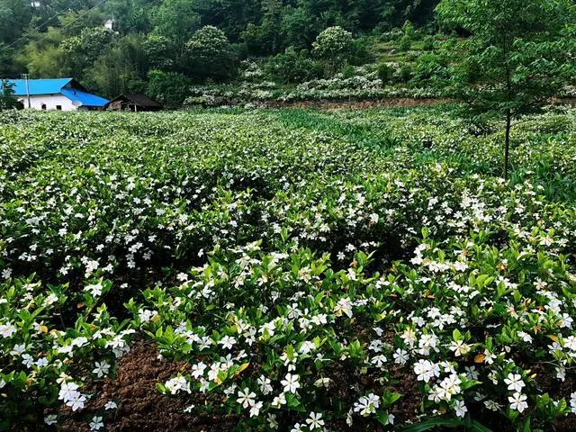 致富湖北种植睡莲视频_睡莲种植技术_湖北 种植 睡莲致富