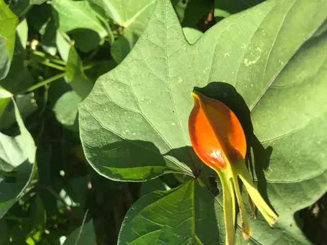 湖北 种植 睡莲致富_睡莲种植技术_致富湖北种植睡莲视频
