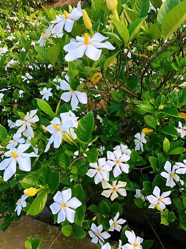 睡莲种植技术_湖北 种植 睡莲致富_致富湖北种植睡莲视频