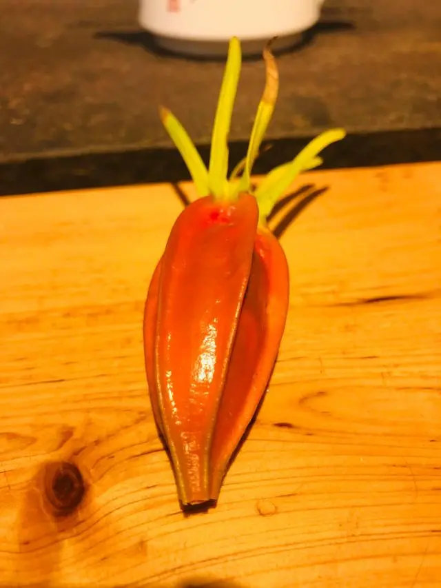 湖北 种植 睡莲致富_睡莲种植技术_致富湖北种植睡莲视频