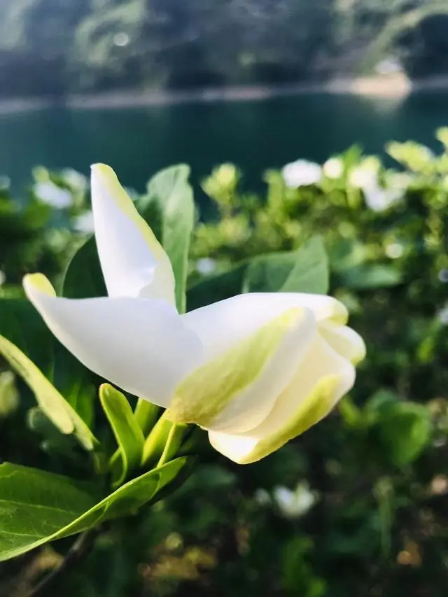 湖北 种植 睡莲致富_睡莲种植技术_致富湖北种植睡莲视频