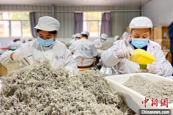 在百福司镇沙道湾村小稀藤茶叶生产车间，工人将藤茶装包。　周星亮 摄