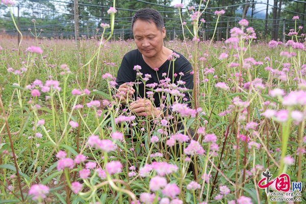 云南楚雄新村董正武：从中药材种植能手到致富带头人