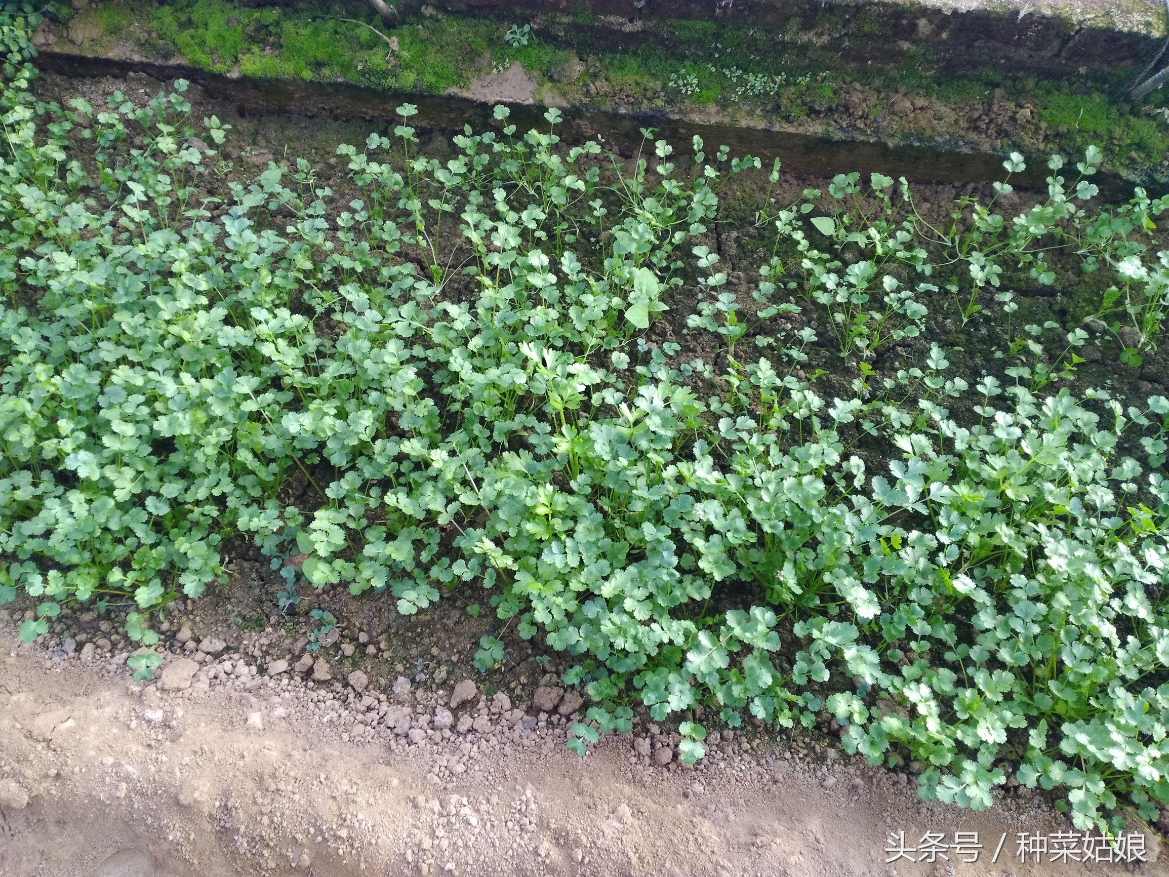 香菜的种植方法，照着做，香菜长了一茬又一茬，一点都不难