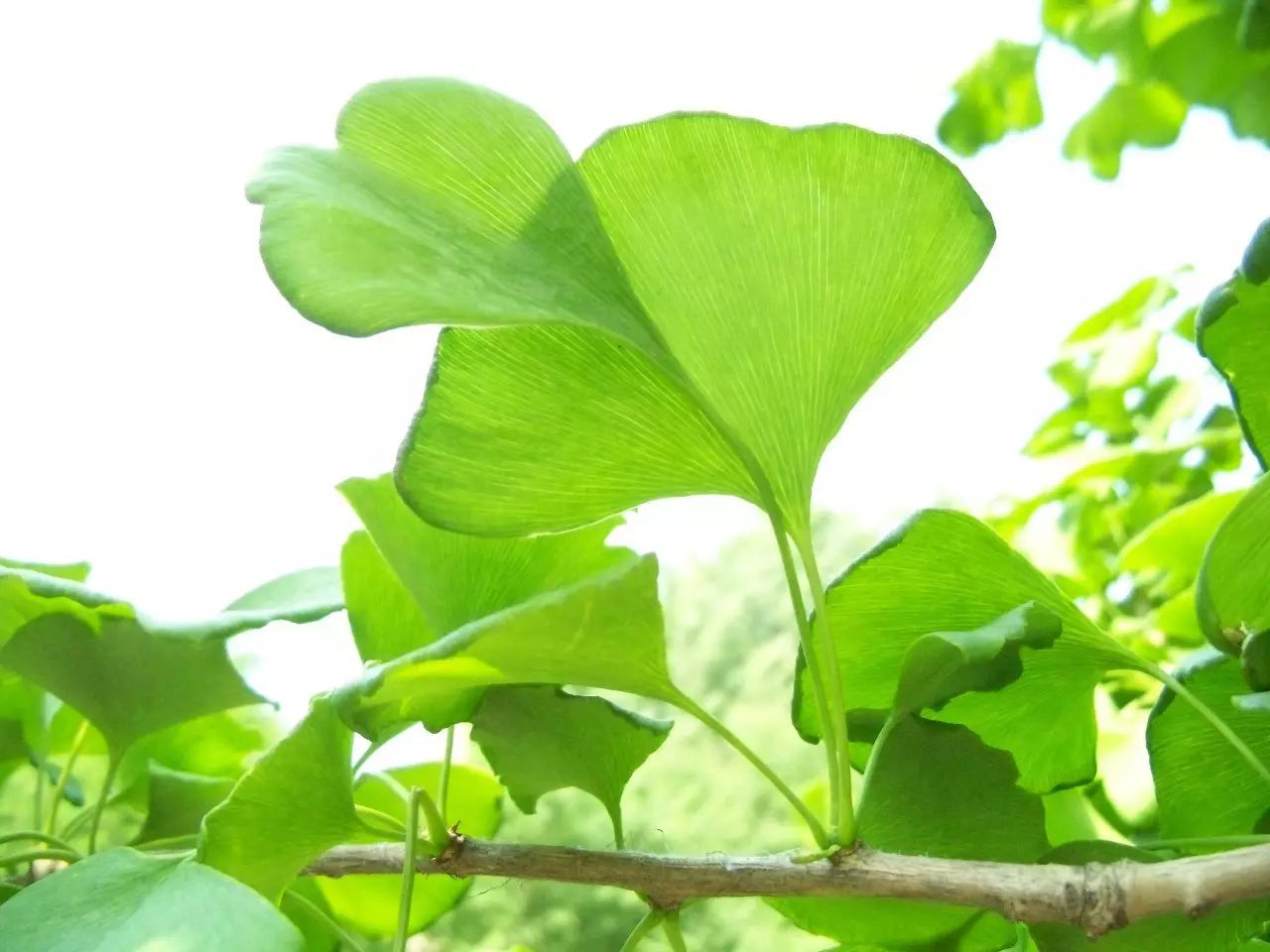 银杏树的种植技术_银杏树种植技巧_银杏种植树技术与管理
