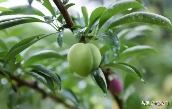 李子种子种植方法_李子种子种植技术_李子种子种植技术要点