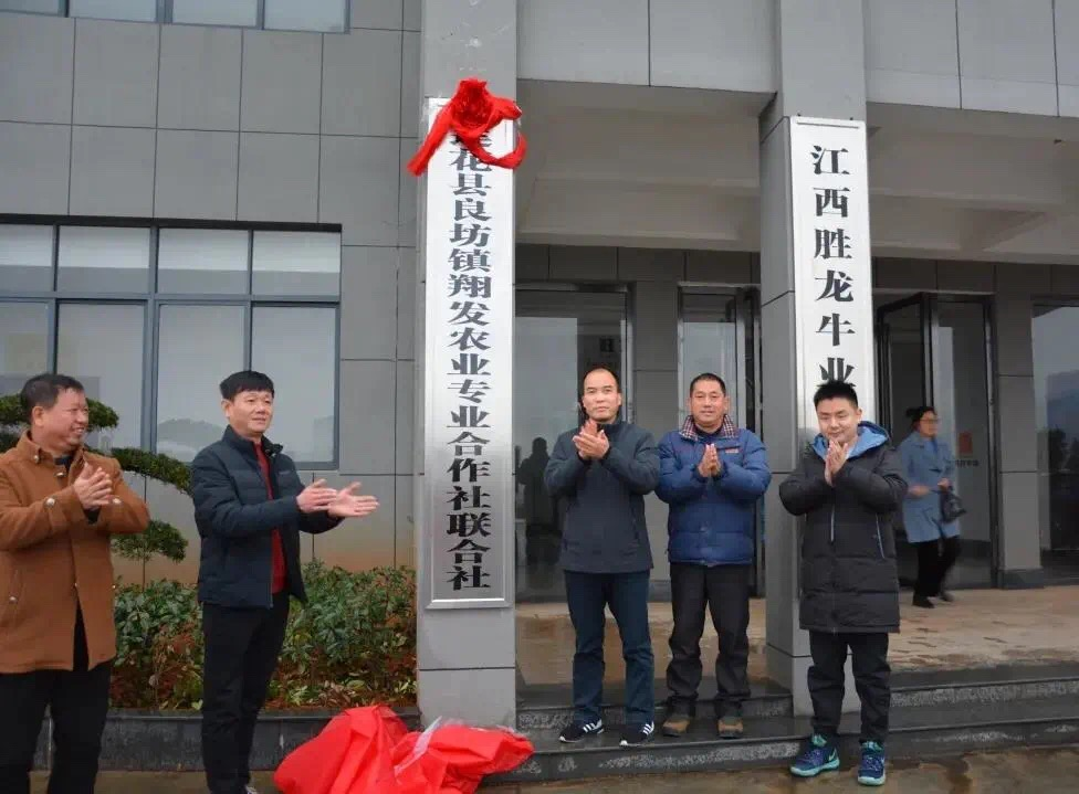 养殖育肥牛技术_养殖育肥牛致富_致富养殖牛育肥视频