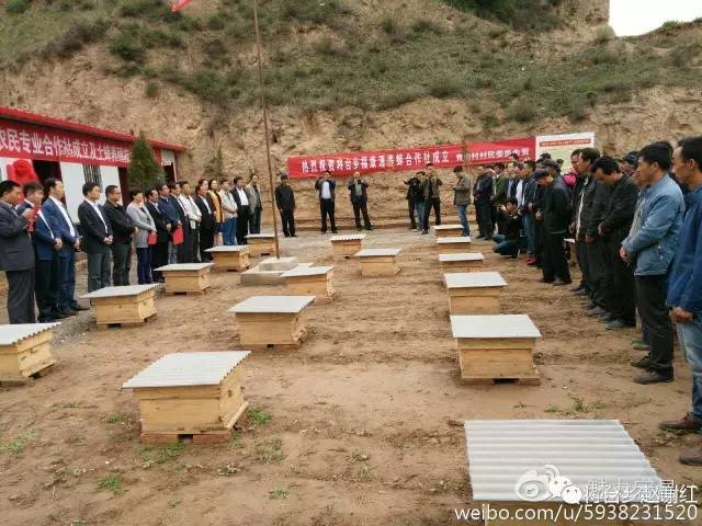 土法养蜜蜂致富视频_致富经土蜂蜜养殖_致富蜂蜜养殖土豆好吗