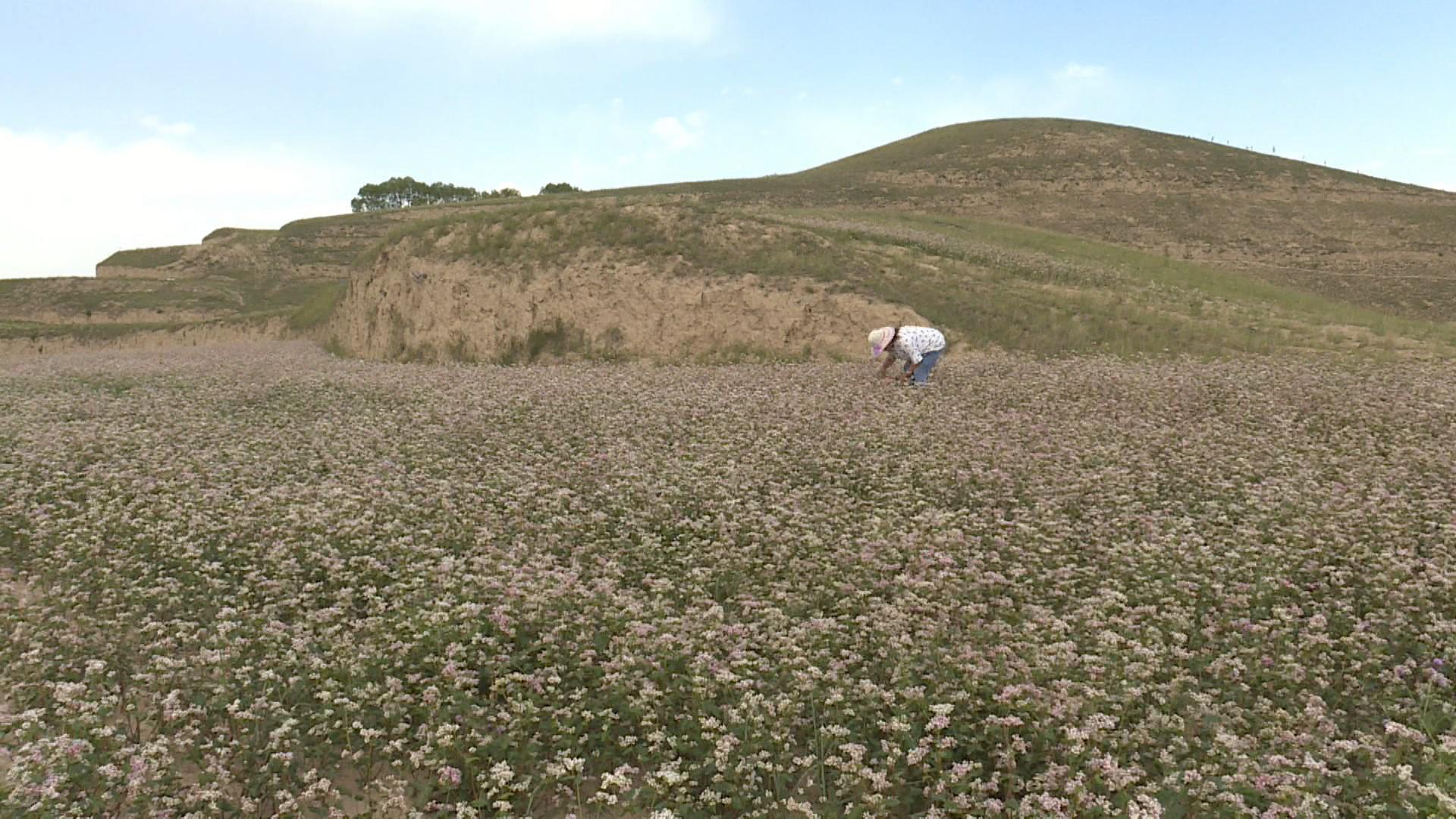 致富蜂蜜养殖土豆视频_致富经土蜂蜜养殖_土法养蜜蜂致富视频