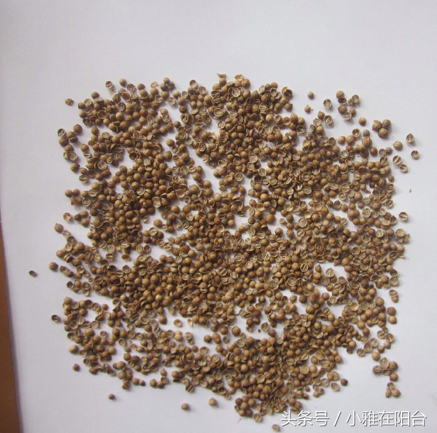 食香菜怎么种植技术_香菜种植技术要点_香菜种植最简单方法