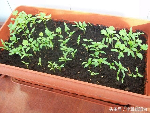 食香菜怎么种植技术_香菜种植最简单方法_香菜种植技术要点