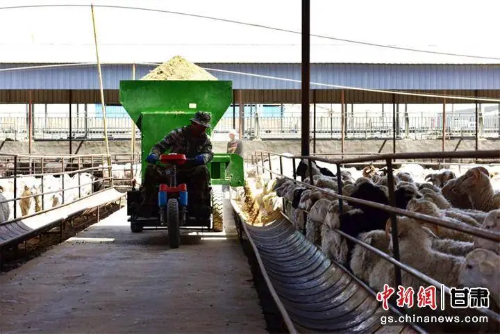 青苔养殖致富_青苔在养殖中的作用_青苔养殖什么样的土壤