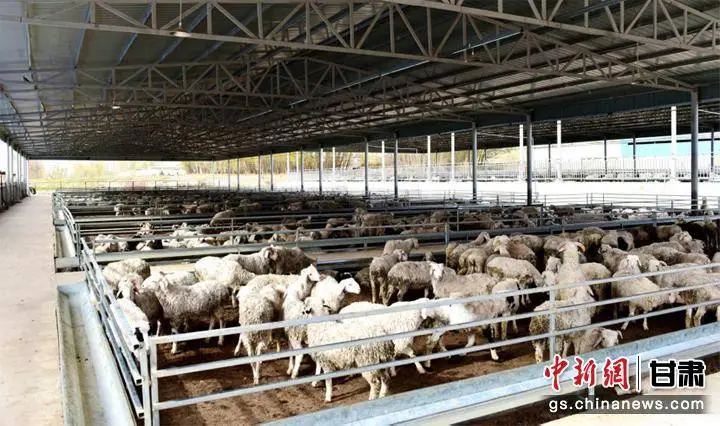 青苔养殖什么样的土壤_青苔在养殖中的作用_青苔养殖致富