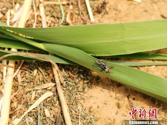 种植致富虫_养虫致富_致富经昆虫养殖