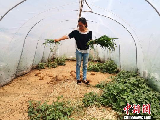 养虫致富_种植致富虫_致富经昆虫养殖