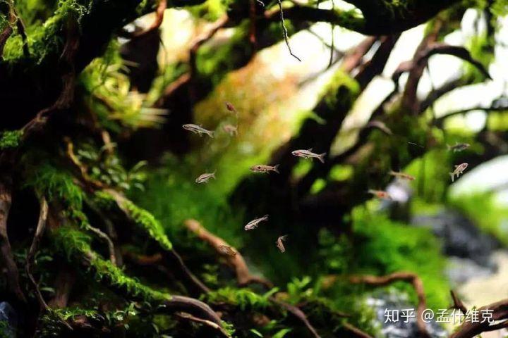 致富养鱼视频_鱼缸养殖鱼_鱼缸养殖致富