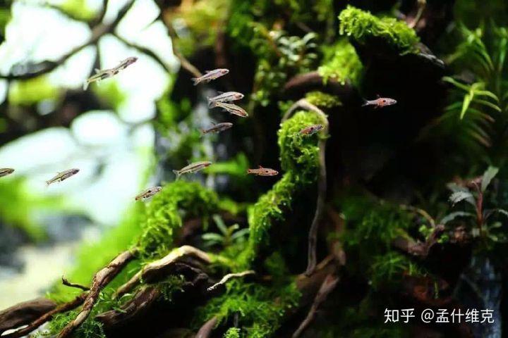 致富养鱼视频_鱼缸养殖致富_鱼缸养殖鱼