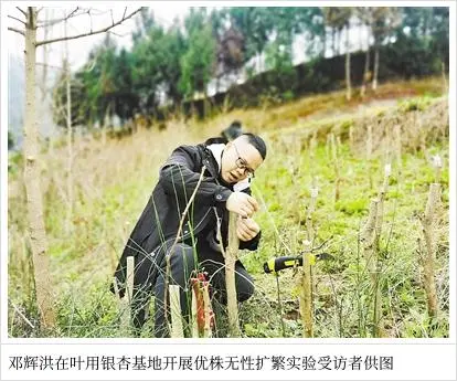 银杏种植技术与管理_银杏种植技术要点_银杏种植技术