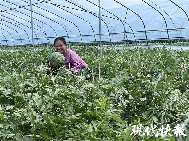 种植西瓜增收致富_农业种植致富项目西瓜_西瓜种植效益