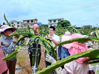 恭城：科技创新引来火龙果落户“冷”地