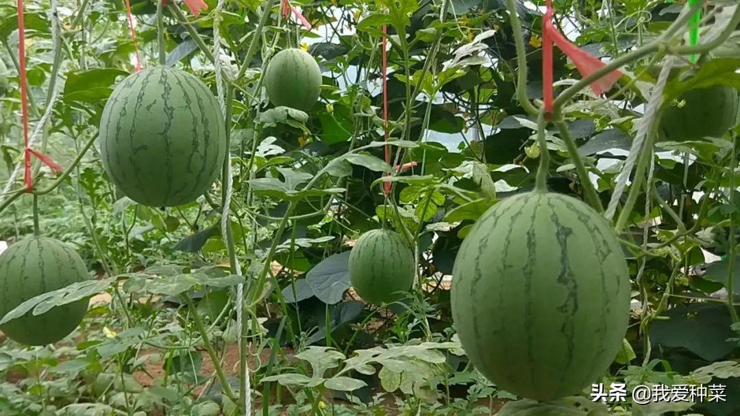 西瓜种植管理家技术里面有什么_西瓜种植管理家技术里有什么_家里西瓜种植技术和管理