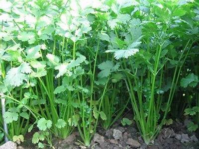 香菜种植方法和时间视频教程_食香菜怎么种植技术_香菜种植技术及管理科技苑