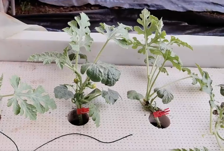 西瓜种植管理家技术里面有什么_家里西瓜种植技术和管理_西瓜种植技术与管理