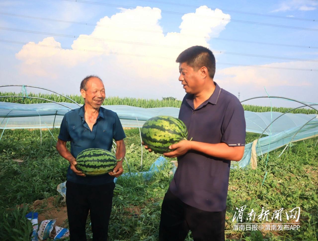 西瓜种植效益_致富经西瓜种植全视频_种植西瓜增收致富