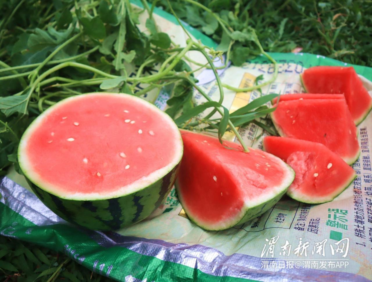 种植西瓜增收致富_西瓜种植效益_致富经西瓜种植全视频