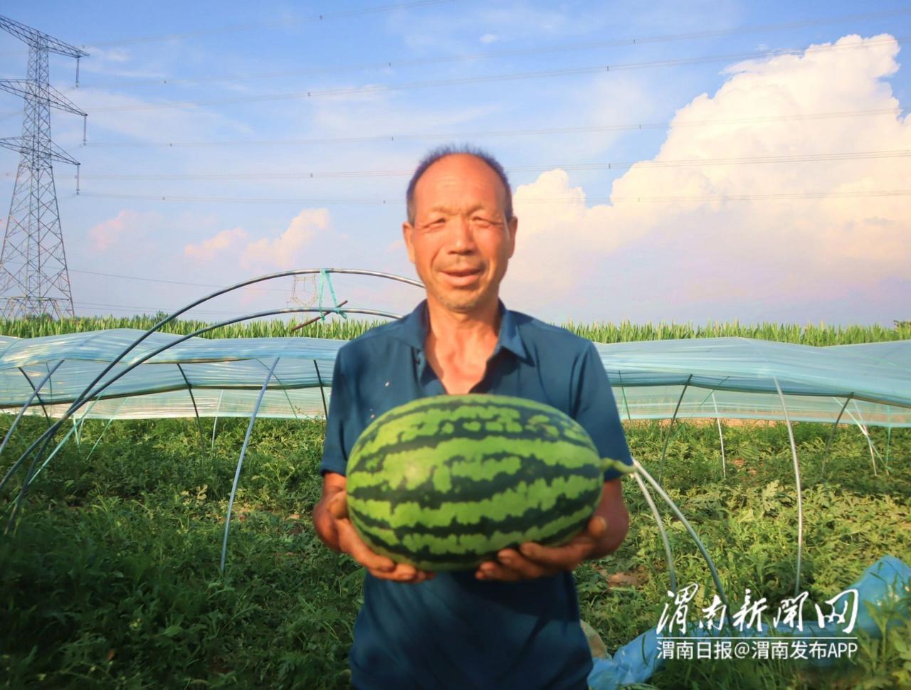 西瓜种植效益_种植西瓜增收致富_致富经西瓜种植全视频