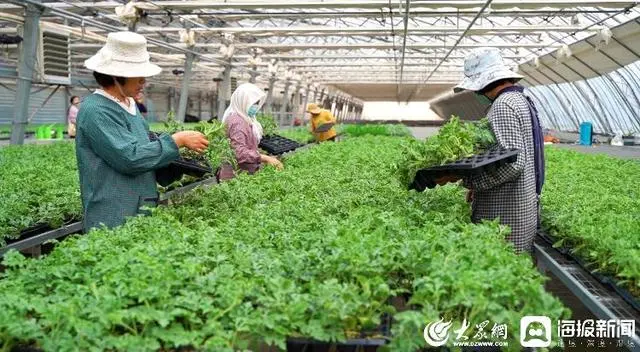 年销数亿元，郭牌西瓜为乡村振兴“甜蜜”赋能