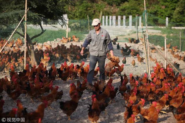 调整农业产业结构、延伸产业链…… 息烽：肉鸡养殖铺就特色产业致富路