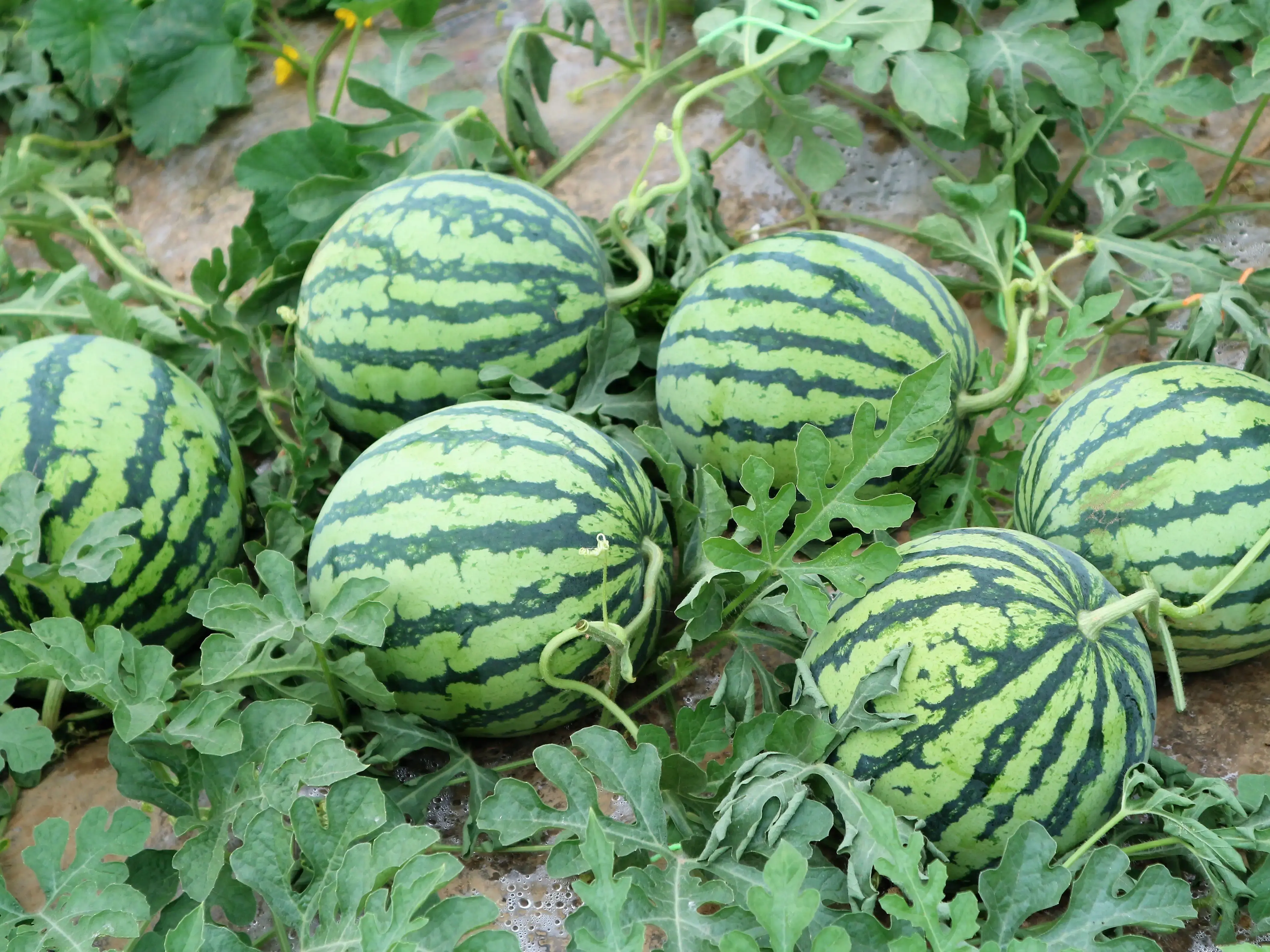 西瓜种植技术：怎么种植西瓜才能高产？怎么管理？