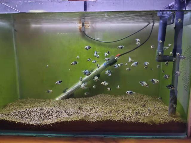 养鱼致富经_致富鱼缸养殖视频_鱼缸养殖致富