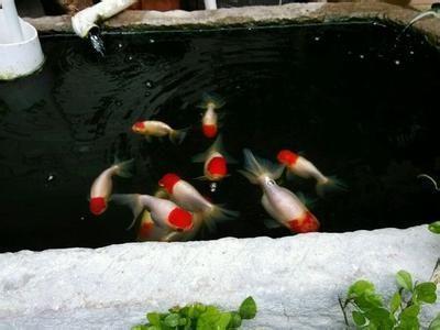 养鱼致富经_致富鱼缸养殖视频_鱼缸养殖致富