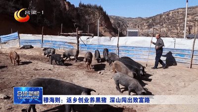 黑猪致富经_致富经散养黑猪视频全集_致富经黑猪