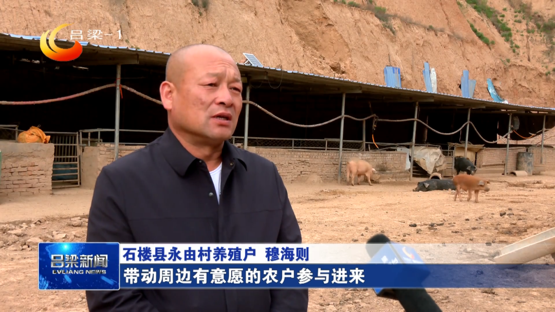 黑猪致富经_致富经散养黑猪视频全集_致富经黑猪