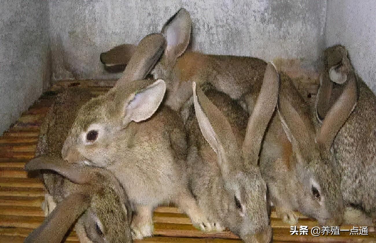 养兔子致富经_养兔致富经_养兔子发家致富