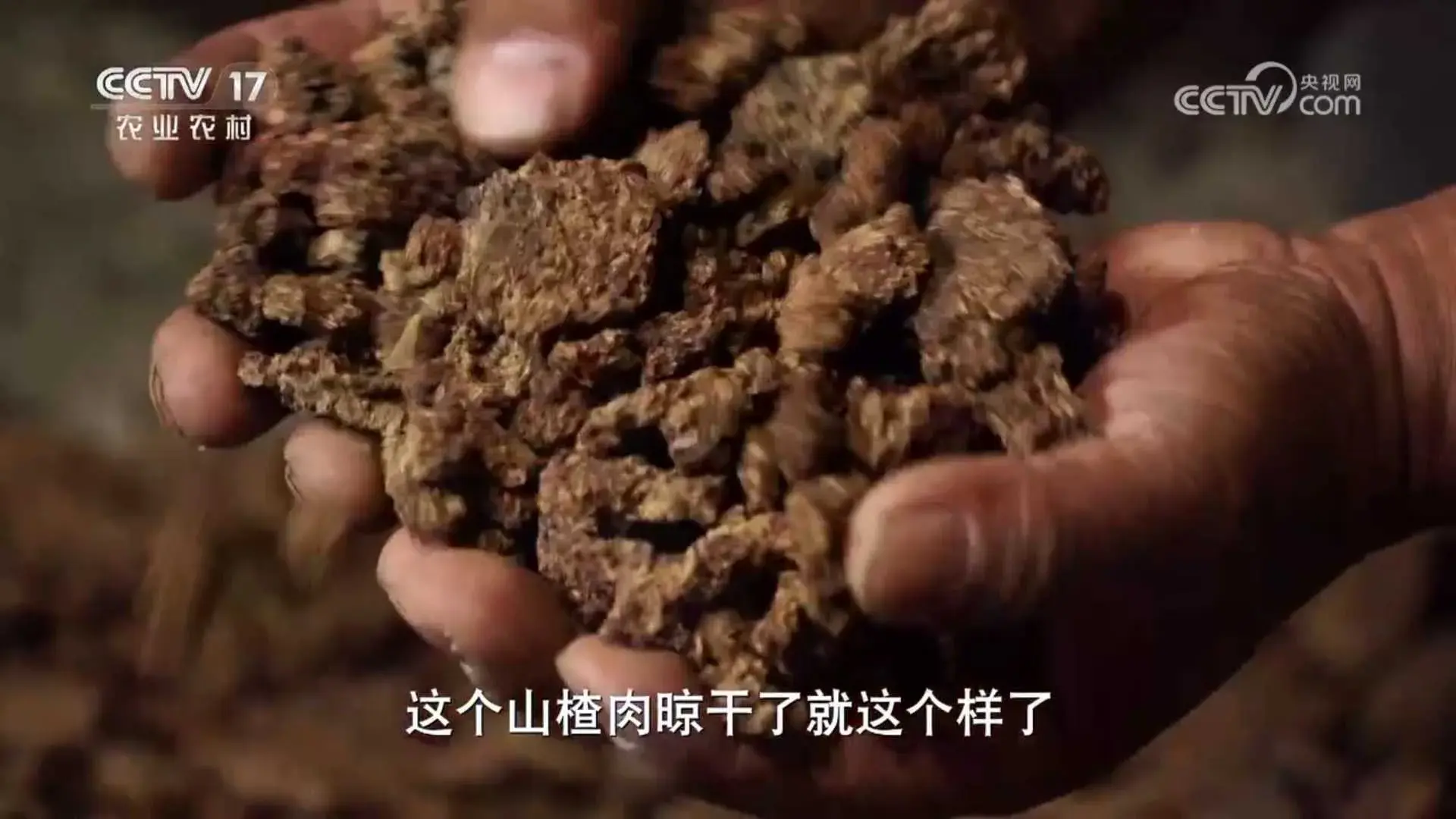 黑猪致富经_致富经黑猪养殖_致富经放养黑猪