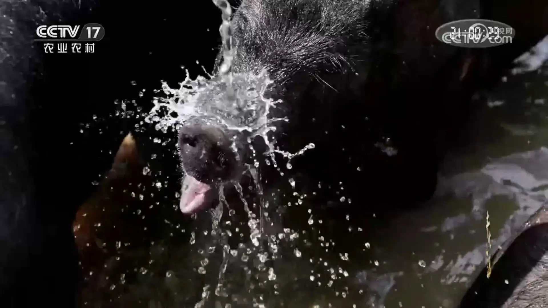 致富经放养黑猪_黑猪致富经_致富经黑猪养殖