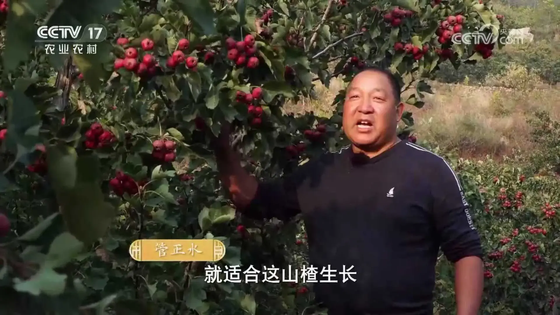 致富经放养黑猪_致富经黑猪养殖_黑猪致富经