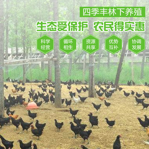 四季丰种植 图  生态养殖五黑鸡 凤泉区生态养殖