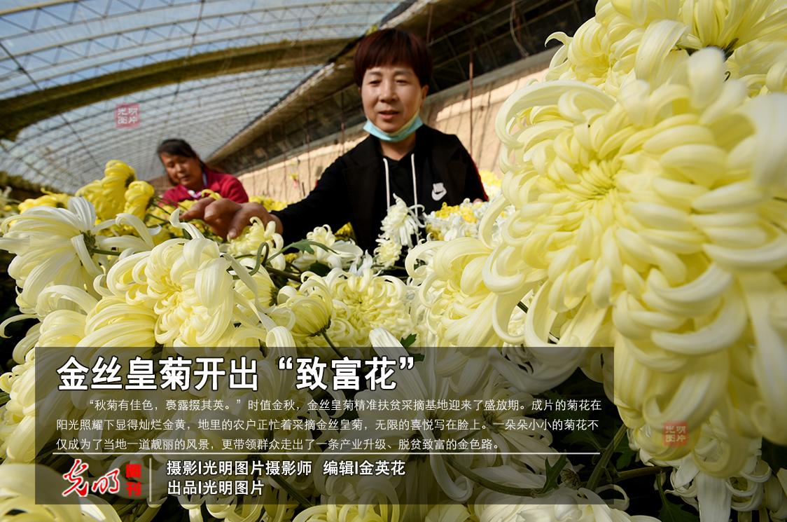金丝皇菊开出“致富花”