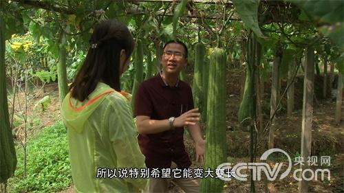 [致富经]巨型丝瓜里的财富玄机