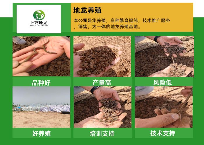 繁殖养殖蚯蚓技术方法_养殖蚯蚓技术了视频_蚯蚓养殖繁殖技术