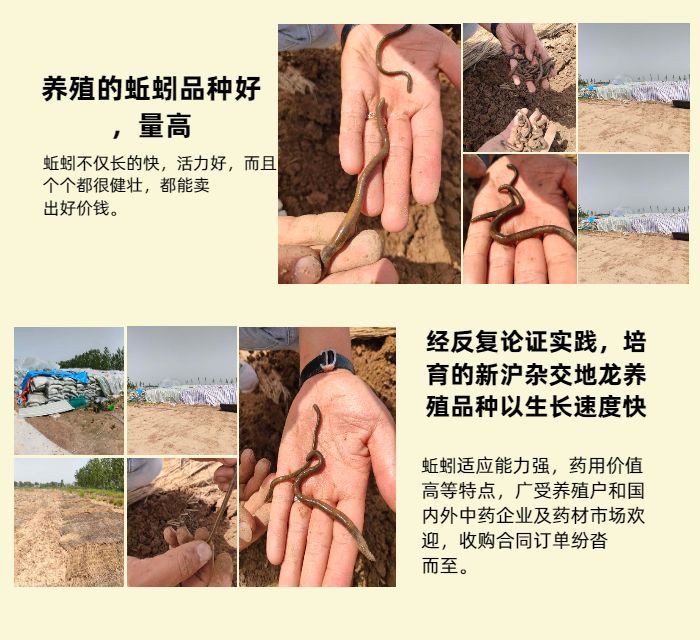 蚯蚓养殖繁殖技术_繁殖养殖蚯蚓技术方法_养殖蚯蚓技术了视频