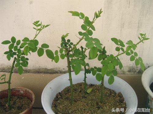 玫瑰种植方案_玫瑰盆景种植技术_玫瑰花盆栽种植方法和注意事项